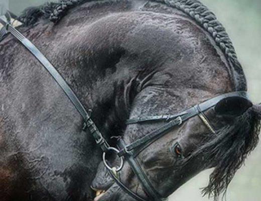 Black Friesian horse ridden in dressage rollkur hyperflexion.