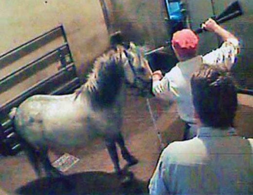 A small grey pony is held with a rifle to his forehead while another man looks on