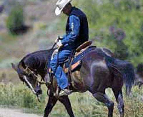 Clinton Anderson riding a Bay horse in lateral flexion to the left.