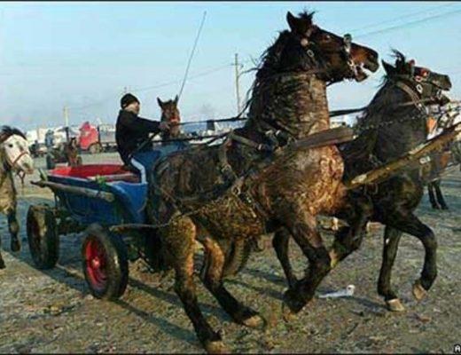 Two horses pulling a cart in Romania panic against the driver's hands.