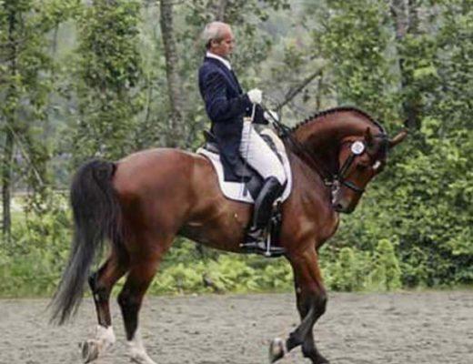 A Bay Warmblood horse is ridden in rollkur / hyperflexion by a man at a competition.