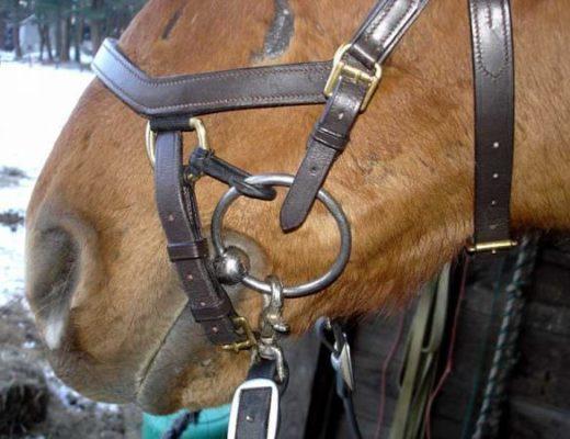 A noseband designed to prevent the horse from opening his mouth, escaping the pressure of the bit or pulling the bit through his mouth, also applied pressure on the nose when the horse resists.