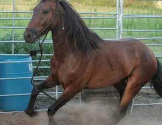 Bay horse runs in a round pen with lead rope dragging.