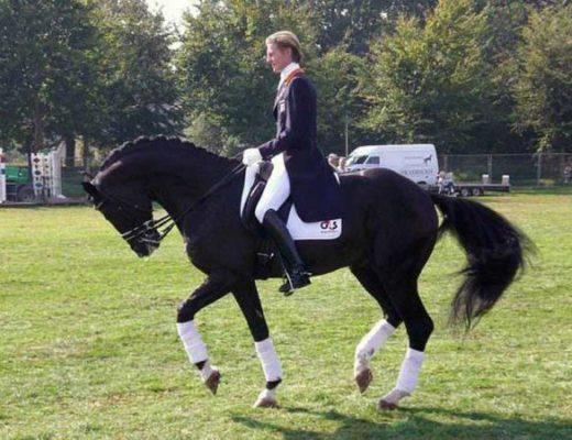 Edward Gal rides Moorlands Totilas in Rollkur Hyperflexion at the walk