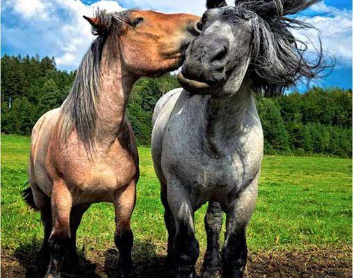 Draft Horses Playing