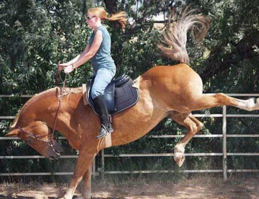 Bucking Draft Horse with Rider