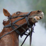 The 'Moment in time' argument to excuse horse abuse is just that, an excuse for horse abuse.