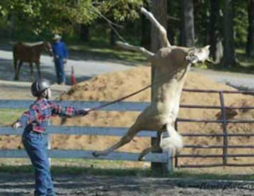 Horse flips over backwards on the lead