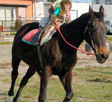 Monkey riding a horse.