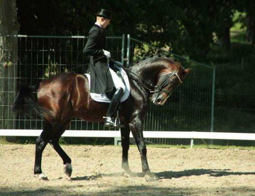 Rollkur hyperflexion of the neck during a warmup for Grand Prix Dressage competition