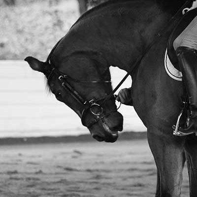 Horse during a lesson stands in hyperflexion at the halt while the teacher explains