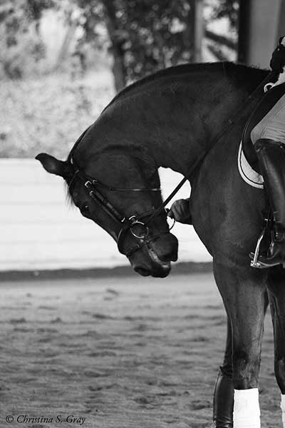 Horse during a lesson stands in hyperflexion at the halt while the ...