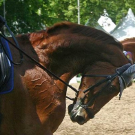 The 'Moment in time' argument to excuse horse abuse is just that, an excuse for horse abuse.