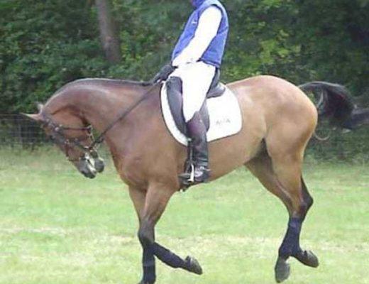 Lower level Dressage rider canters her horse in hyperflexion while leaning back in the saddle for leverage