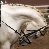 The 'Moment in time' argument to excuse horse abuse is just that, an excuse for horse abuse.