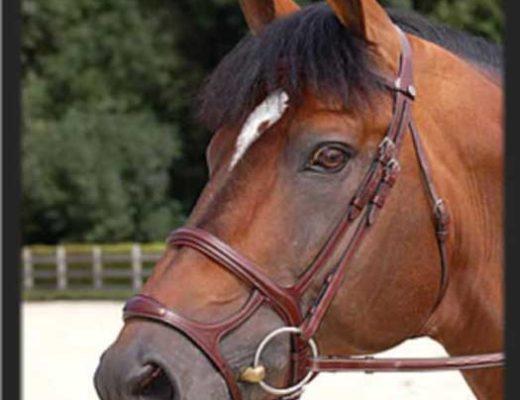 This noseband is more reminiscent of a dog's muzzle for the horse. Fully constricting any opening of the horse's mouth with more accuracy than any flash-style could.