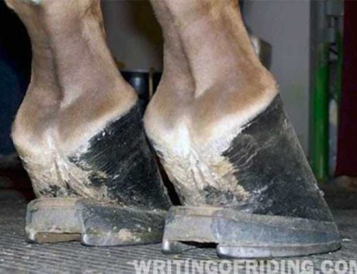 Farriers often trim and shoe horses according to breed and discipline in order to enhance a certain gait action, often to the painful detriment of the horse who has to live their life with deformed and unhealthy hooves.