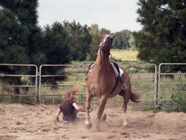 Visual Lesson Eitan Beth Halachmy On Training Your Horse To Dump You 