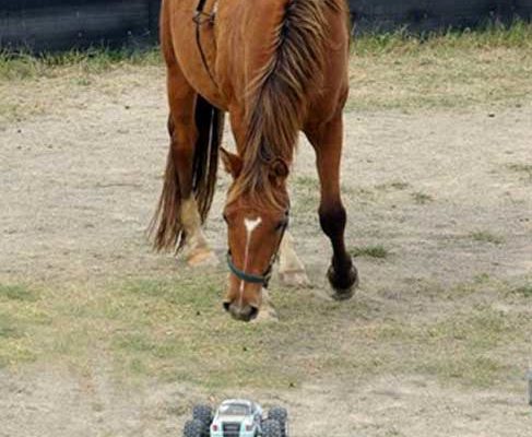 Horses respond to remote control cars when round penned, same as they would a human.