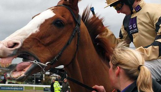 A woman pulls on the bit to hold a racehorse steady for the jockey, while the horse is obviously fighting against the physical presence of the bit and it's reaction to the surroundings.