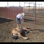 Logan Allen whipping a horse while its leg is tied up and lying on the ground.